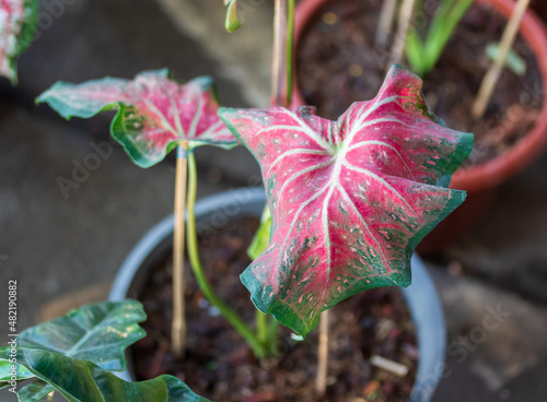 Close up of exotic leaf of  Caladium Hanu Ma Nom Phlapphla  houseplant with pink and green veins in front of blurry background with more plants