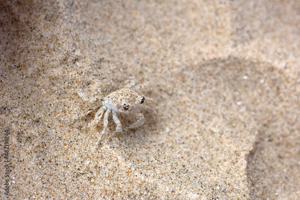 Animal that camouflages itself, small Siri camouflaged in the sand. It's almost impossible to fill this Crab. Only his eyes appear. Very small animal. Try to find