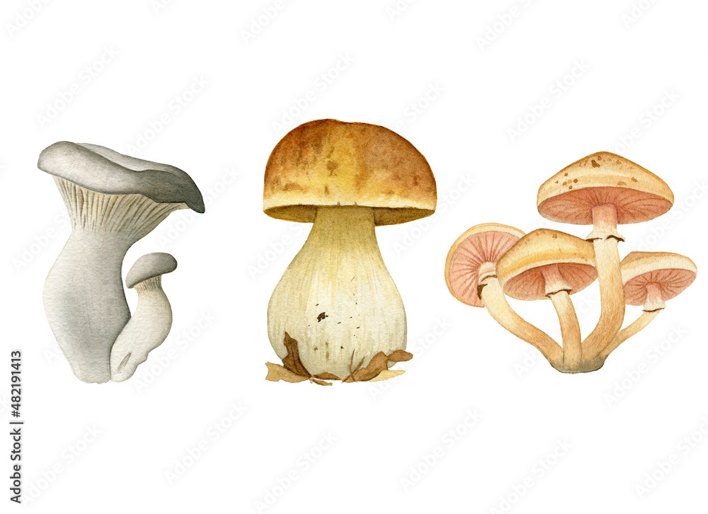 Set of fresh mushrooms watercolor hand paint illustration isolated on white background Set of fresh mushrooms watercolor hand paint illustration isolated on white background