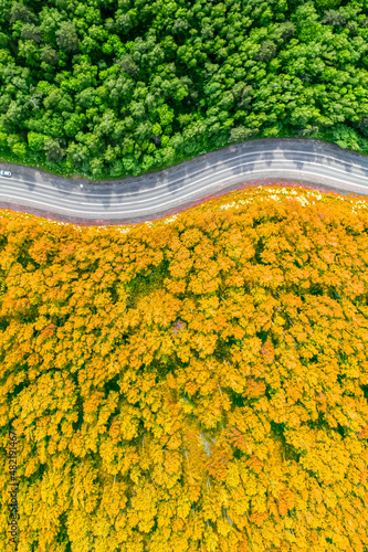 yellow autumn and green summer forest separated by a winding road. aerial view from a drone vertical photo concept background
