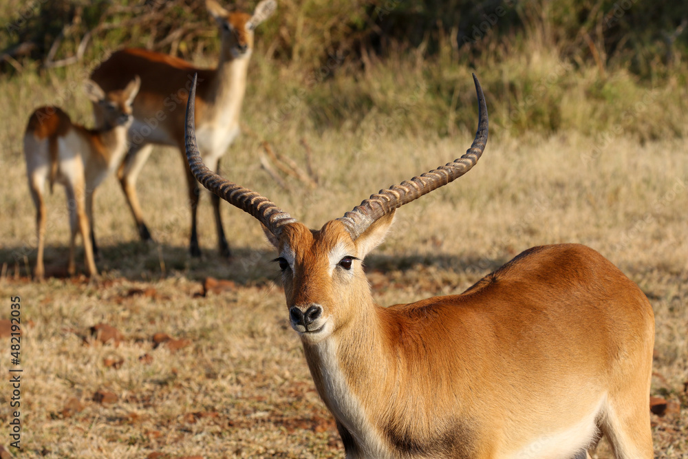 Red Lechwe pair, Okavango Delta, Botswana Red Lechwe pair, Okavango Delta, Botswana