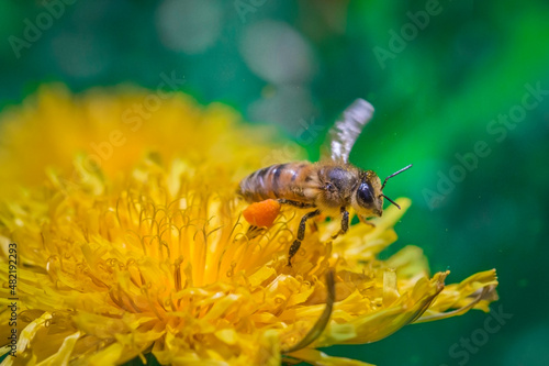 A bee in flight taking off from a yellow dandelion flower. The bee collects nectar
