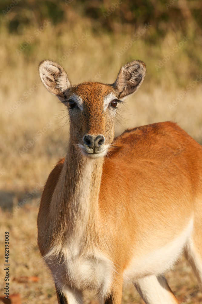 Female Red Lechwe, Okavango Delta, Botswana