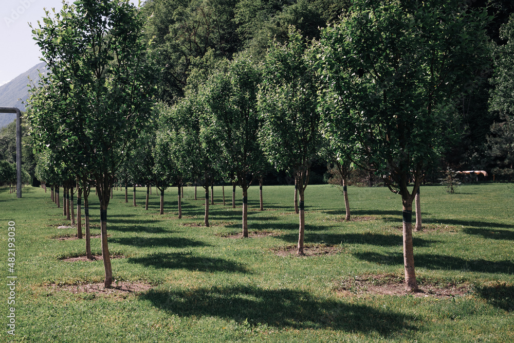 two rows of young planted trees