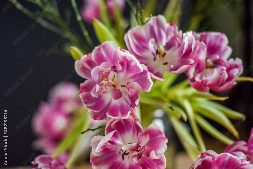 Blumenstrauß mit verblühten Tulpen, Blumen im Frühling Blumenstrauß mit verblühten Tulpen, Blumen im Frühling