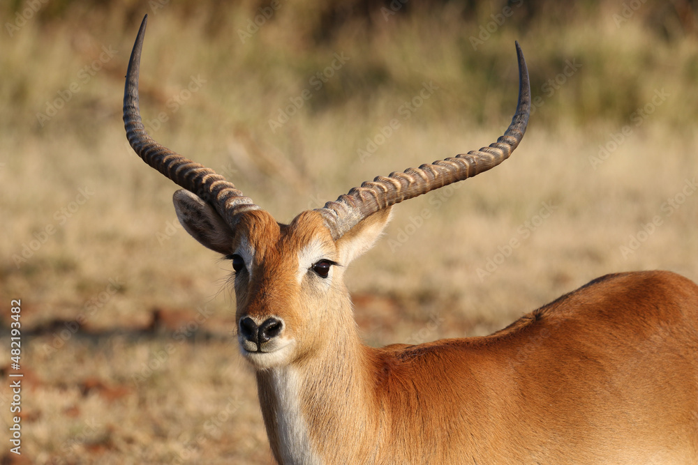 Red Lechwe Ram, Okavango Delta, Botswana Red Lechwe Ram, Okavango Delta, Botswana
