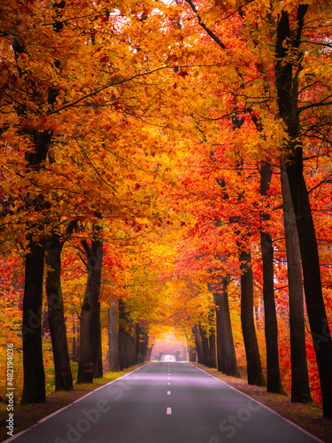 Canvas-taulu Droga w jesiennym lesie
