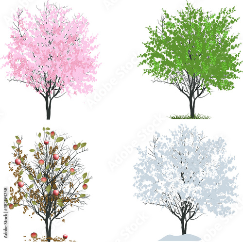 four seasons apple tree isolated on white