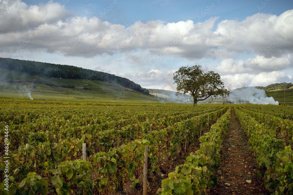 Vignoble Bourguignon, Pernand-Vergelesses
