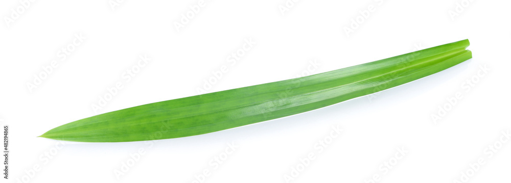 Pandan isolated on white background Pandan isolated on white background