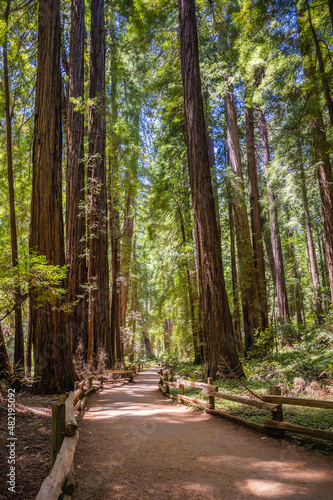 Fototapeta Naklejka Na Ścianę i Meble -  Walking path through giant redwood trees at the Muir Woods National Monument - California