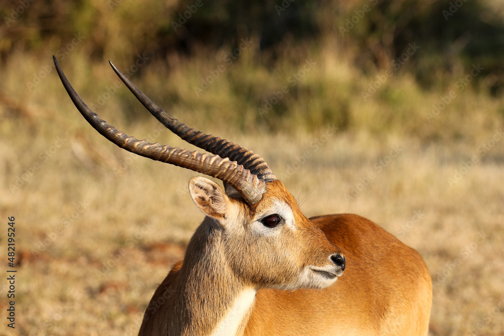 Lechwe Ram, Botswana