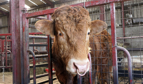 Red Limousine Bull with a ring in its nose photo