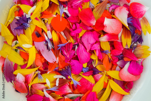 Colorful flower petals