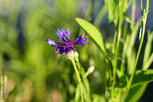 There is an insect on the knapweed
