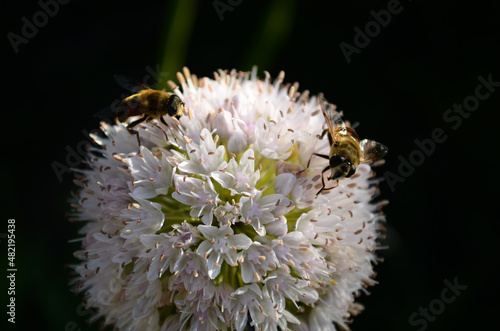 Two bees on a white flower