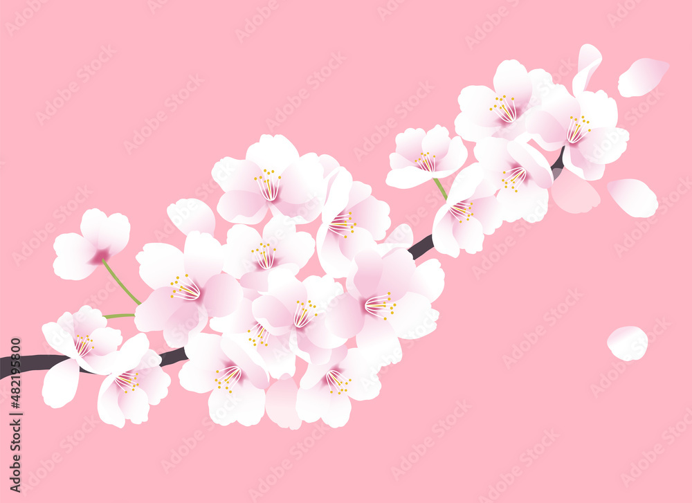 桜の花のイラスト。春のイラスト