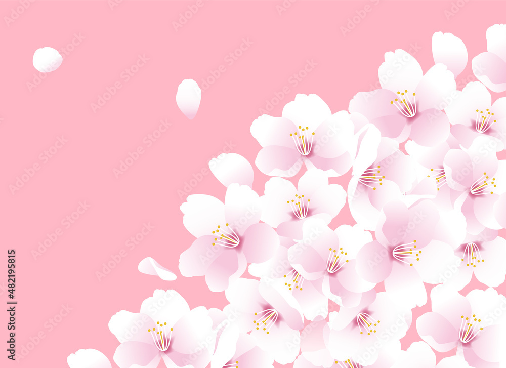 桜の花のイラスト。春のイラスト 桜の花のイラスト。春のイラスト