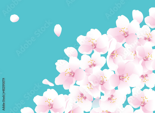 桜の花のイラスト。春のイラスト