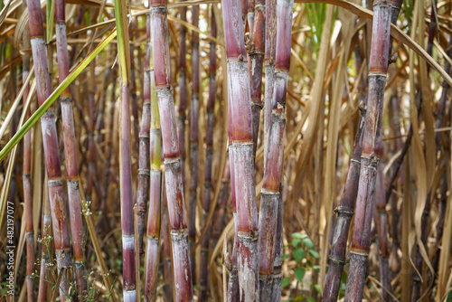Sugarcane, which is used as raw material for making sugar, thrives in the tropics.