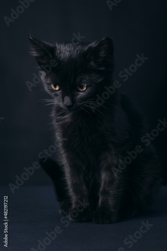 Black kitten over blue background, concept of halloween or friday 13th