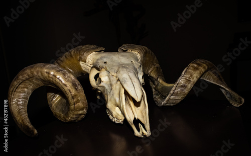 Skull with black backgroumd