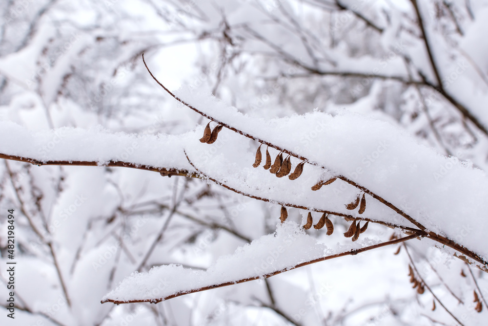a layer of snow on a branch in winter in the forest a layer of snow on a branch in winter in the forest