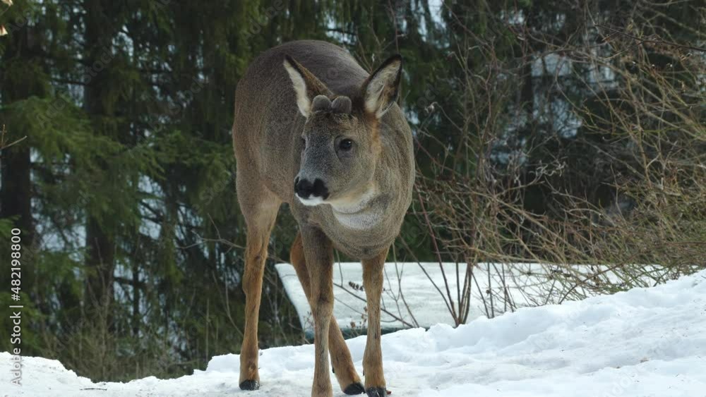 roe deer animal standing alerted lift head winter snow covered ground Capreolus capreolus roe deer animal standing alerted lift head winter snow covered ground Capreolus capreolus