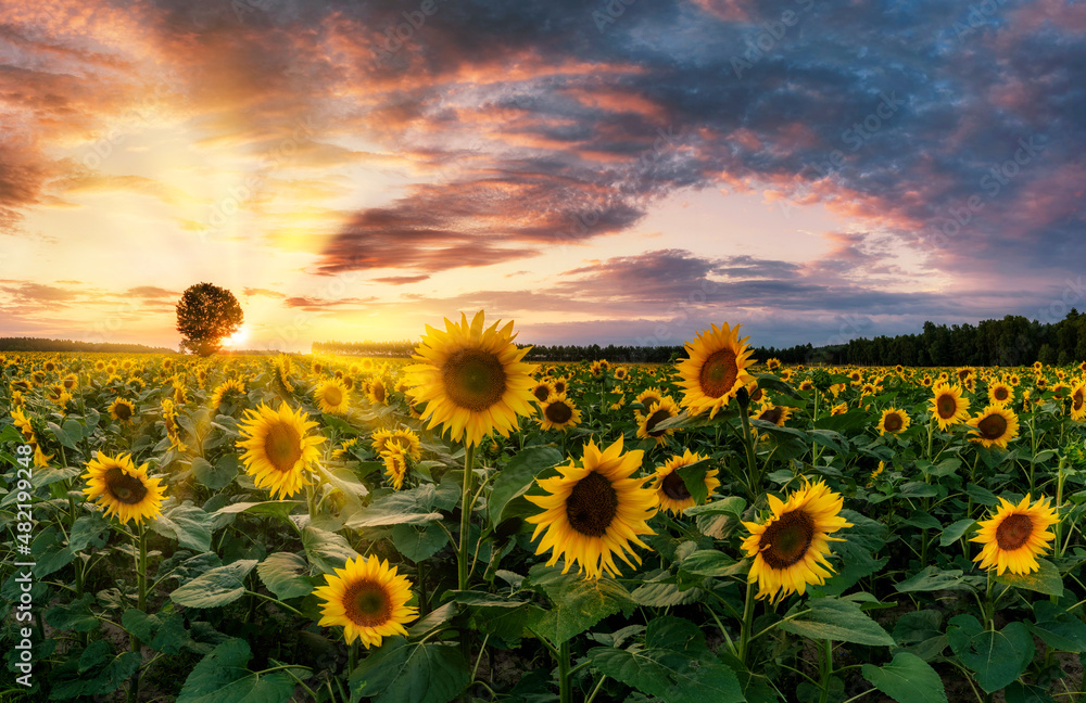 Obraz premium Beautiful sunset over sunflowers field