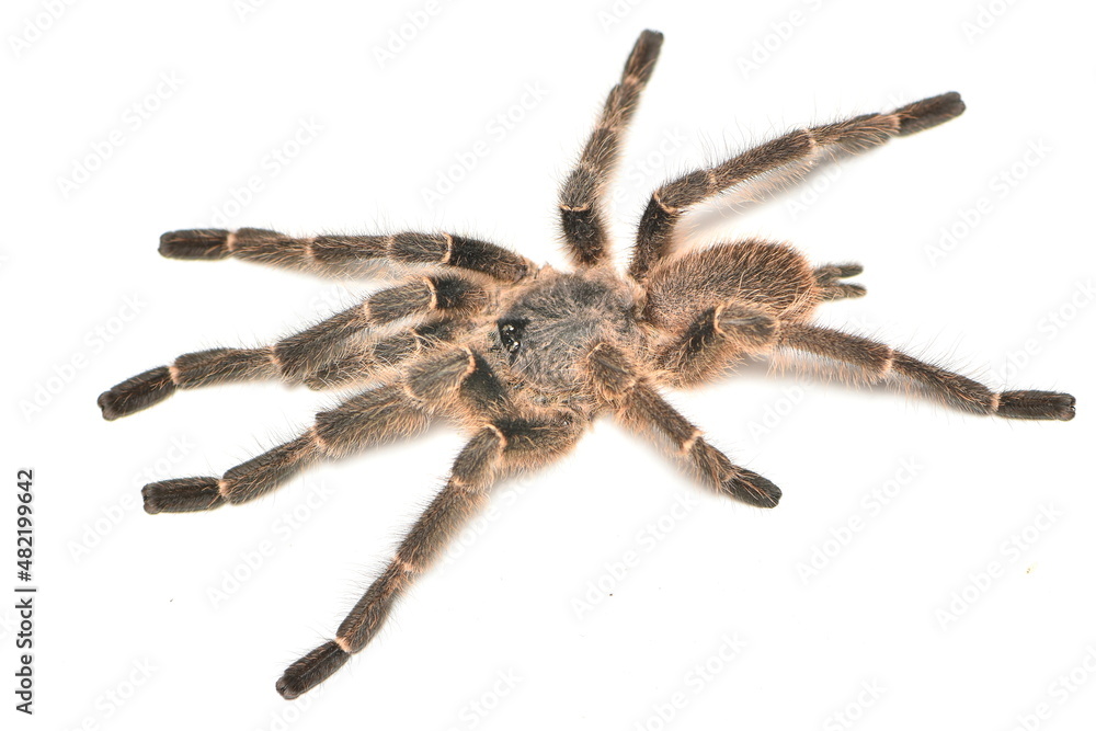 Closeup picture of a male Taksinus bambus (Theraphosidae: Ornithoctoninae), a newly described tarantula spider genus and species living in bamboo culms in northern Thailand. Closeup picture of a male Taksinus bambus (Theraphosidae: Ornithoctoninae), a newly described tarantula spider genus and species living in bamboo culms in northern Thailand.