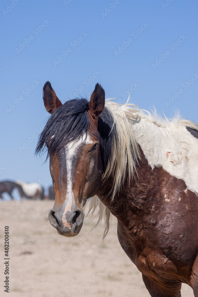 Obraz premium Wild Horse in the Utah Desert in Summer