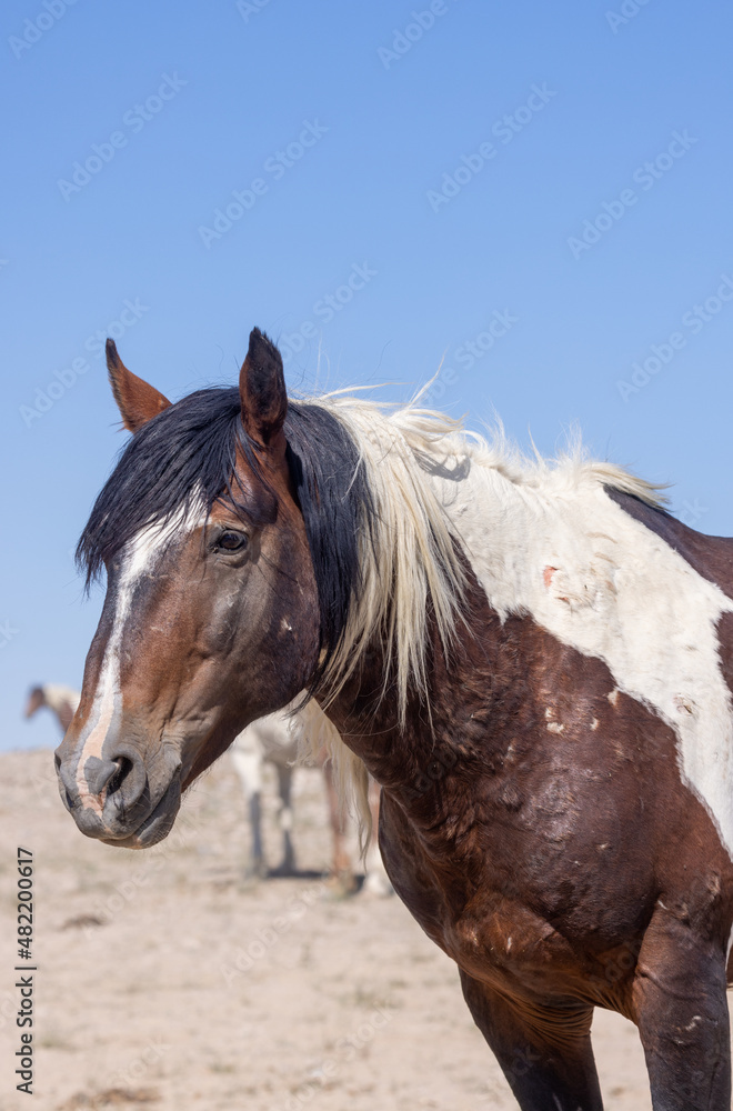 Wild Horse in the Utah Desert in Summer Wild Horse in the Utah Desert in Summer