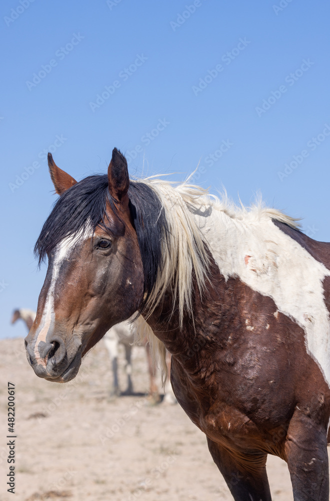 Wild Horse in the Utah Desert in Summer