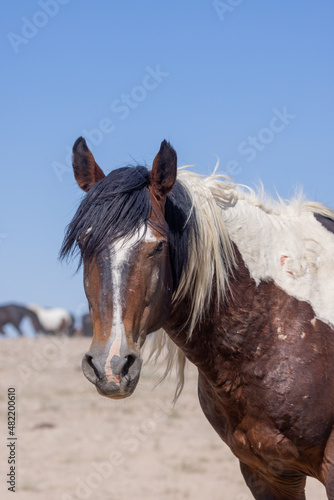 Fototapeta Naklejka Na Ścianę i Meble -  Wild Horse in the Utah Desert in Summer