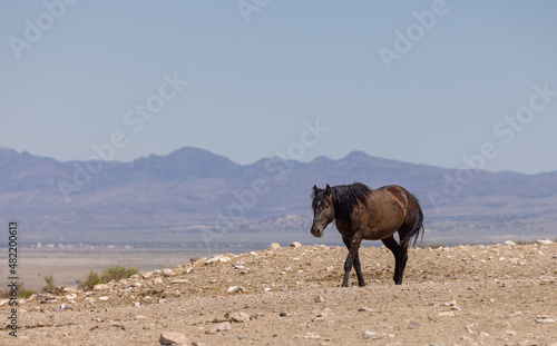 Wild Horse in the Utah Desert in Summer