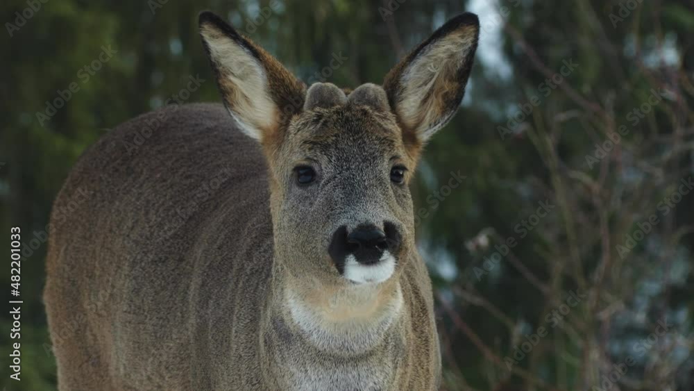 roe deer animal feed chew lick tongue close portrait Capreolus capreolus roe deer animal feed chew lick tongue close portrait Capreolus capreolus