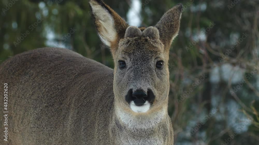 roe deer animal feed chew lick tongue close portrait Capreolus capreolus roe deer animal feed chew lick tongue close portrait Capreolus capreolus