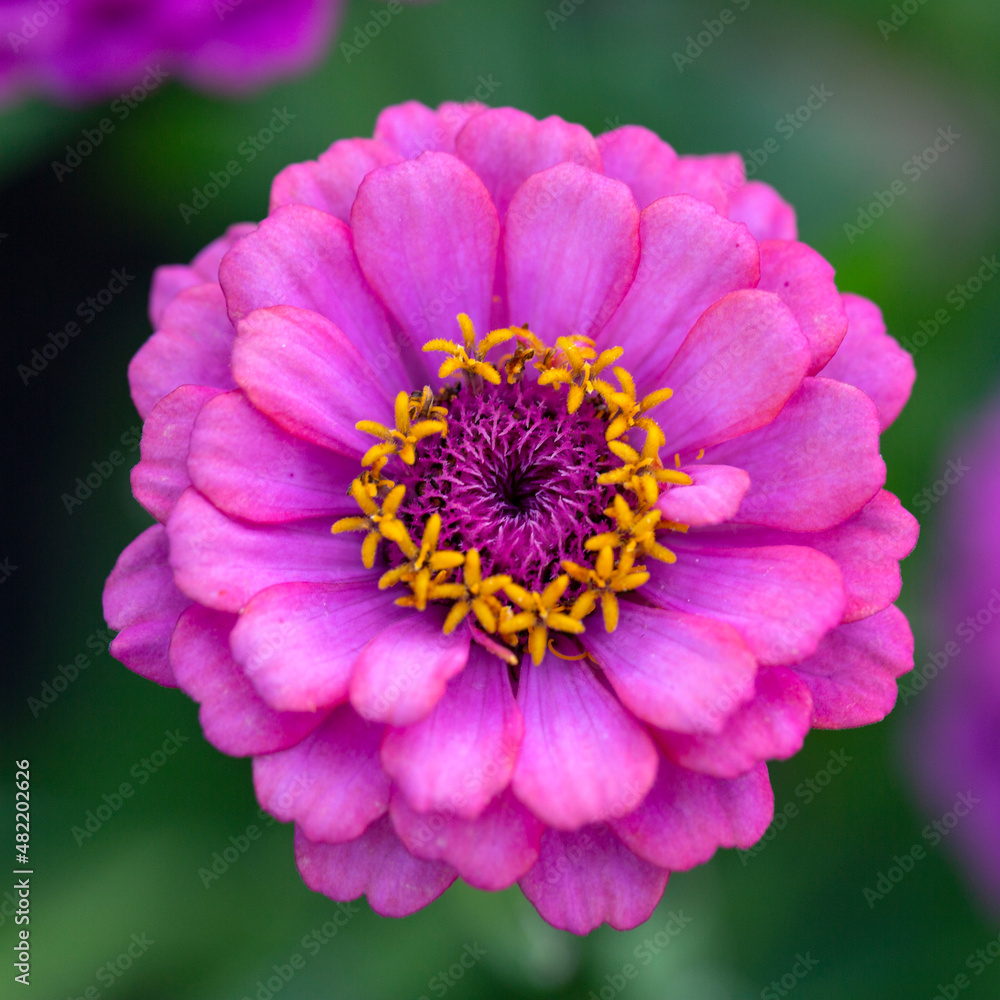 Gorgeous pink zinnia flower on a natural background. Floriculture, landscaping. Gorgeous pink zinnia flower on a natural background. Floriculture, landscaping.