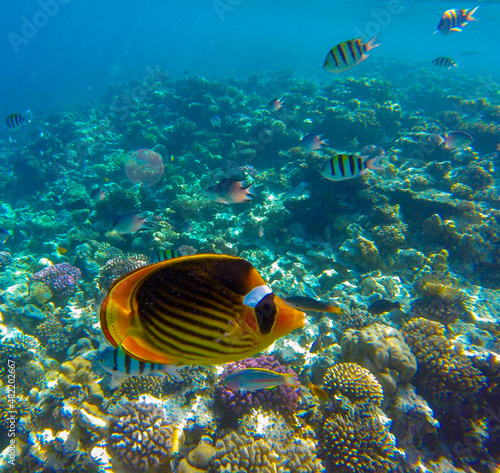  yellow and black butterfly fish lives and swims in blue water near a colorful coral reef in the red sea in egypt, sahl hasheesh