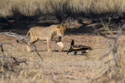 Young lion chasing a honey badger in the Kgalagadi Transfrontier Park in South Africa photo