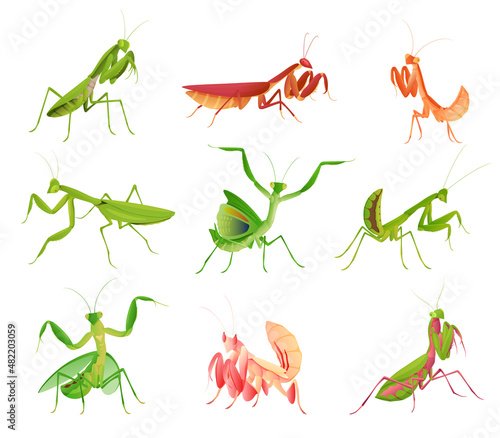 Praying mantis in various poses and colors collection vector flat illustration large predator insect