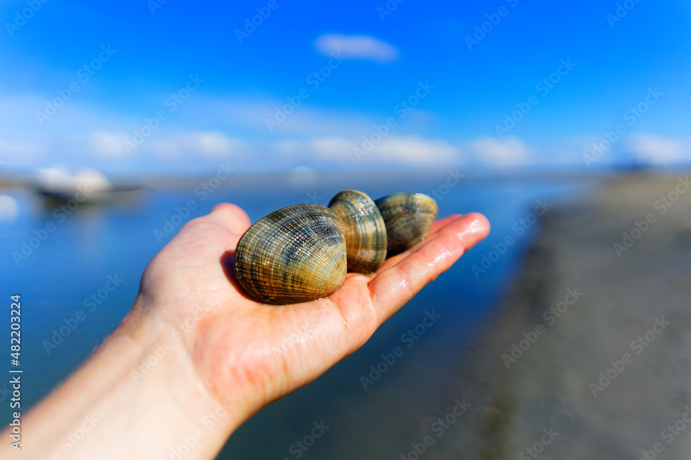Grooved carpet shell, or Palourde clam, latin name Ruditapes
