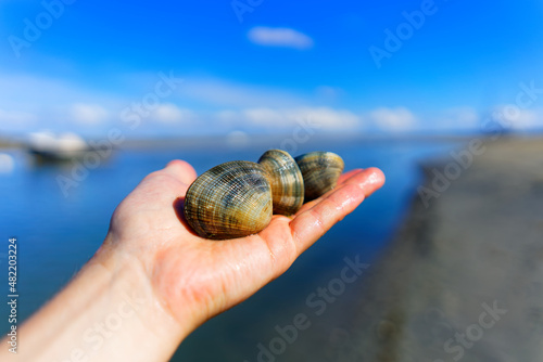 Grooved carpet shell, or Palourde clam, latin name : Ruditapes decussatus. Tasty edible clam on human hand with blue sea blurred background. famous and common bivalve mollusc. photo