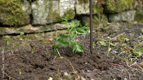 Wallpaper Mural man planting a tomato plant in his garden Torontodigital.ca