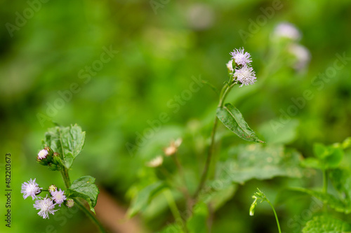The plant Ageratum conyzoides is native to Tropical America, especially Brazil, and is an invasive weed in many other regions