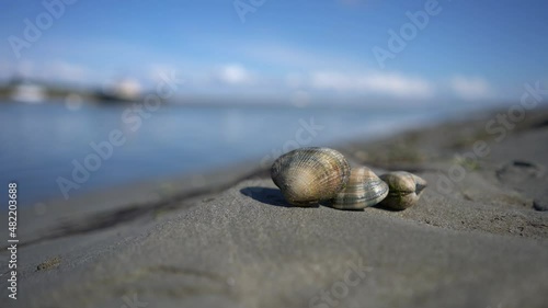 Grooved carpet shell, or Palourde clam, latin name : Ruditapes decussatus. Tasty edible clam laid on sand isolated with bokeh. famous and common bivalve mollusc in europe. sea food clam.