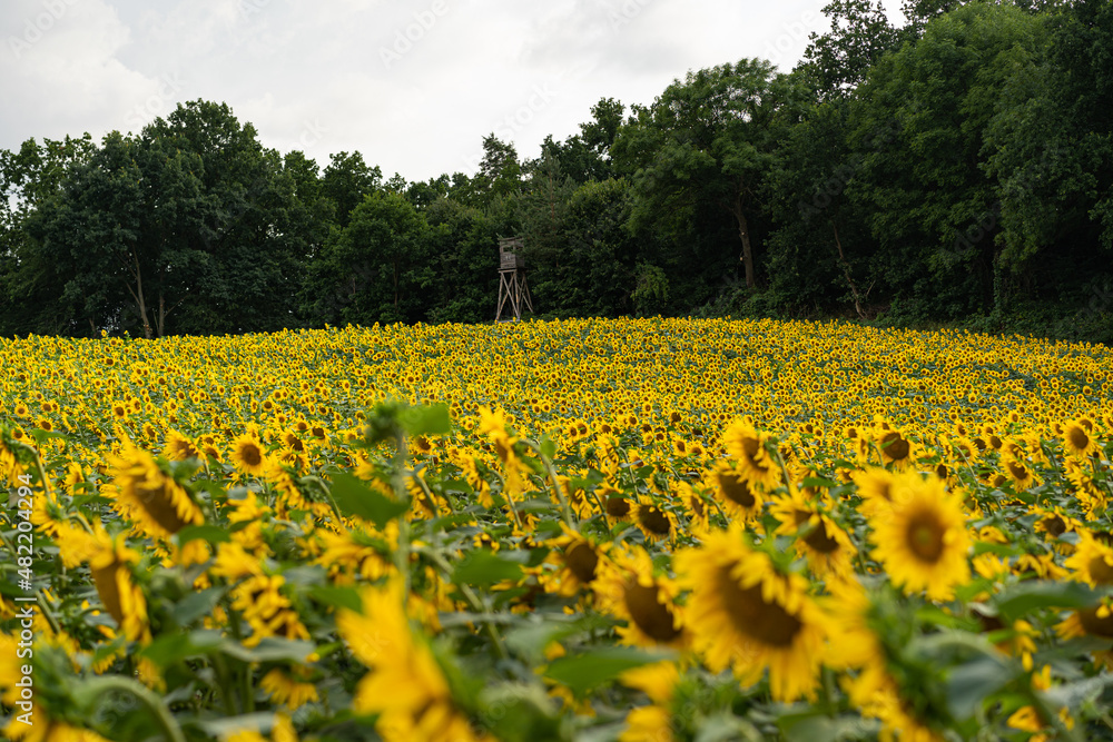 Obraz premium Sunflowers Plantation - Sunflower Field Agriculture