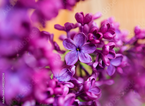 Purple lilac flowers as background. Spring background 