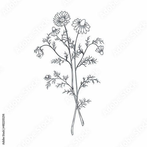Ink chamomile herbal illustration. Hand drawn botanical sketch style.