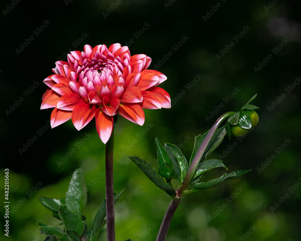 Flower red-white dahlia with green leaves and bud, bokeh background, close-up. Flower red-white dahlia with green leaves and bud, bokeh background, close-up.